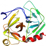 Struktur von Chymotrypsin EC 3.4.21.1 CAS 9004-07-3