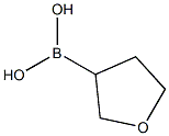 TETRAHYDROFURAN-3-BORONIC ACID CAS#: 260369-10-6