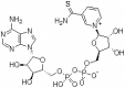 Structure of Thio-NAD CAS 4090-29-3