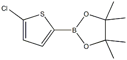 5-CHLOROTHIOPHENE-2-BORONIC ACID PINACOL ESTER CAS#: 635305-24-7