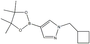 1-(cyclobutylmethyl)-4-(4,4,5,5-tetramethyl-1,3,2-dioxaborolan-2-yl)-1H-pyrazole CAS#: 1233526-47-0