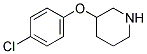 3-(4-CHLOROPHENOXY)PIPERIDINE CAS#: 1170088-28-4