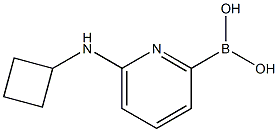 6-(CYCLOBUTYLAMINO)PYRIDINE-2-BORONIC ACID CAS#: 1309981-35-8