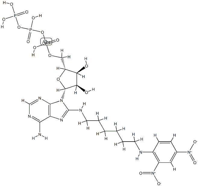 8-(2,4-dinitrophenyl-2,6-aminohexyl)aminoadenosine 5'-triphosphate CAS#: 84563-30-4
