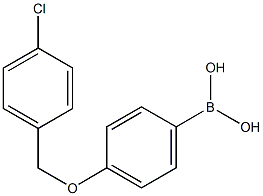 4-(4'-CHLOROBENZYLOXY)PHENYLBORONIC ACID CAS#: 870778-91-9