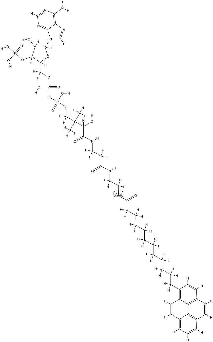 pyrenedodecanoyl-coenzyme A CAS#: 93255-33-5