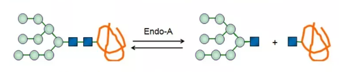 エンド-ベータ-N-アセチルグルコサミニダーゼA; Endo-A CAS 37278-88-9 EC 3.2.1.96