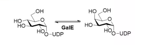 UDP-glicose 4-epimerase CAS 9032-89-7 EC # 5.1.3.2