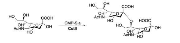 alfa2, 8-sialiltransferase; CstII CAS 67339-00-8 EC 2.4.99.8