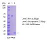 Anti-Serum Amiloid A (SAA) Antikor WB