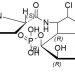 Clindamycin phosphate EP Impurity D CAS#: 54887-30-8