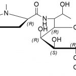 Clindamycin EP Impurity F CAS#: 27480-30-4