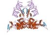 Structure of RNase III