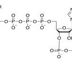 Structure of m7Gppp