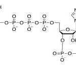 Structure de m7Gppp