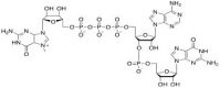 Structure of m7Gppp