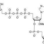 Structure of m7GpppNm