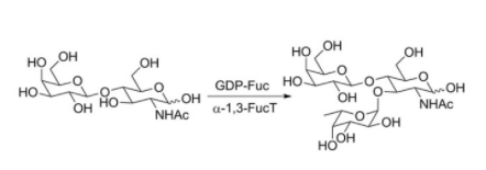 هيكل α-1,3،XNUMX-fucosyltransferase CAS #