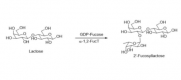 Структура α1,2-фукозилтрансферазы CAS#