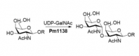 α1,3-N-乙酰半乳糖胺基轉移酶的結構 CAS#