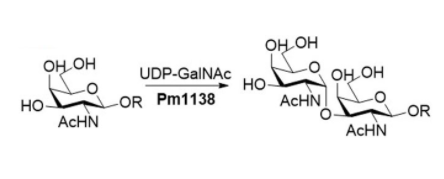 Struktura α1,3-N-acetylogalaktozaminylotransferazy CAS#