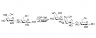 מבנה של α1,3-galactosyltransferase CAS#