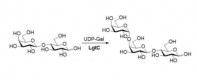 Struktura α1,4-galaktozylotransferazy CAS#