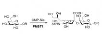 Struttura dell'α2,3-sialiltransferasi CAS#