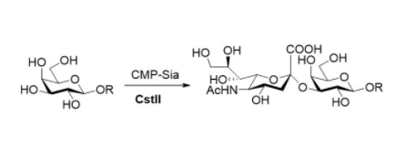 α2,8-唾液酸转移酶 CAS# 的结构