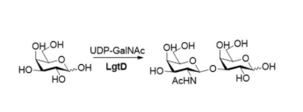 Estrutura de β1,3-N-acetilgalactosaminiltransferase CAS#