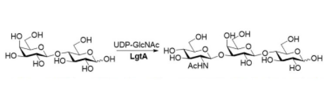 Structure de la β1,3-N-acétylhexaminyltransférase CAS #