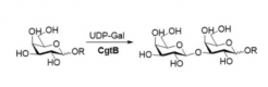 β1,3-গ্যালাক্টোসিলট্রান্সফেরেস CAS# এর গঠন