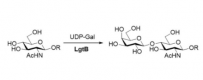 هيكل β1,4،XNUMX-galactosyltransferase CAS #