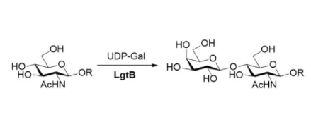 β1,4-galactosyltransferase CAS# की संरचना
