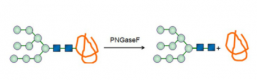 هيكل Glycopeptidase CAS #