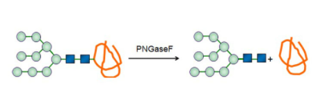 Glycopeptidase CAS# এর গঠন