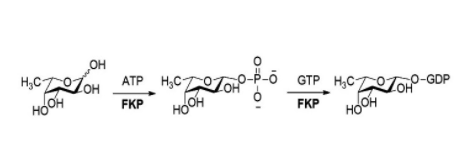 ساختار L-fucokinase-GDP-fucose pyrophos-phorylase CAS#