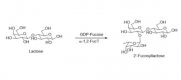 Structure of α1,2-fucosyltransferase CAS#