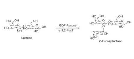 Structure of α1,2-fucosyltransferase CAS#
