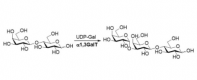 Structure of α1,3-galactosyltransferase CAS#