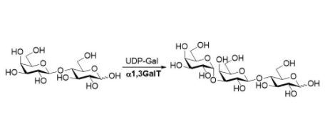 Structure of α1,3-galactosyltransferase CAS#