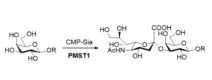 Structure of α2,3-sialyltransferase CAS#