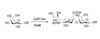 Structure of α2,8-sialyltransferase CAS#