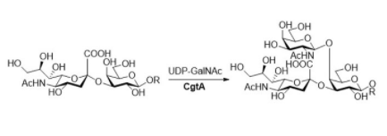 Structure of β1,4-N-acetylgalactosaminyltransferase CAS#