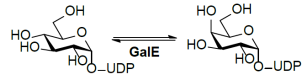 Structure de l'UDP-Glc 4-épimérase (GalE) EC 5.1.3.2