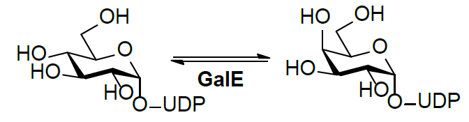 ساختار UDP-Glc 4-اپیمراز (GalE) EC 5.1.3.2