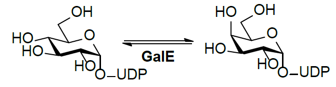 Estrutura da UDP-Glc 4-epimerase (GalE) EC 5.1.3.2