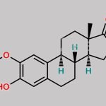 2-Methoxy Estrone CAS#: 362-08-3