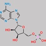 Adenosine 5''-Monophosphate CAS#: 61-19-8