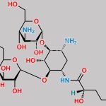 Amikacin EP Impurity A CAS#: 50725-24-1